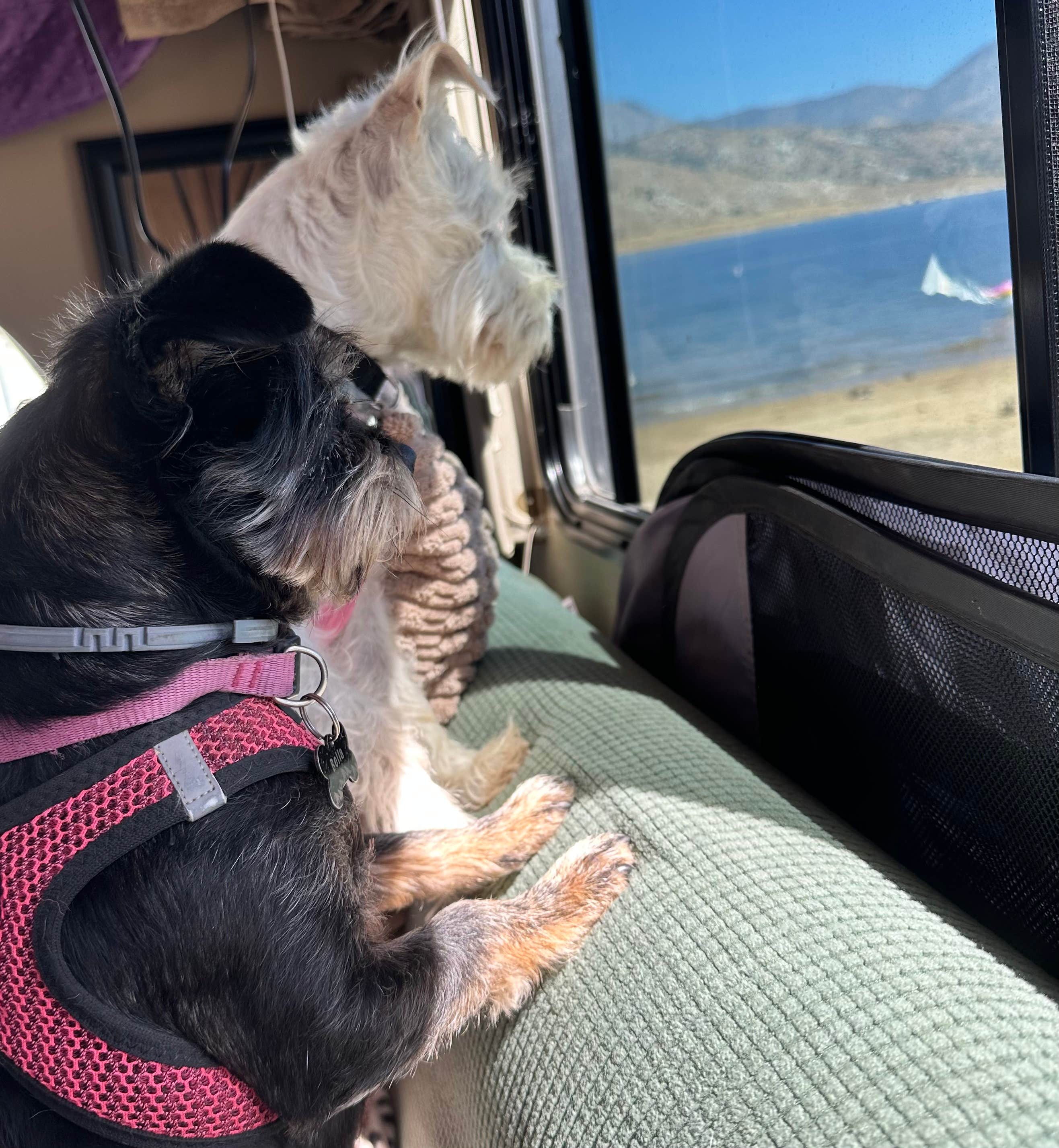 Krystal L.'s photo of camping with pets at Auxiliary Dam Recreation Site near Randsburg, CA
