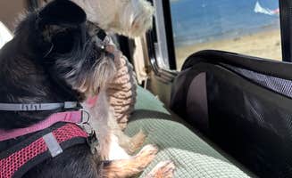 Krystal L.'s photo of camping with pets at Auxiliary Dam Recreation Site near Greenfield, CA