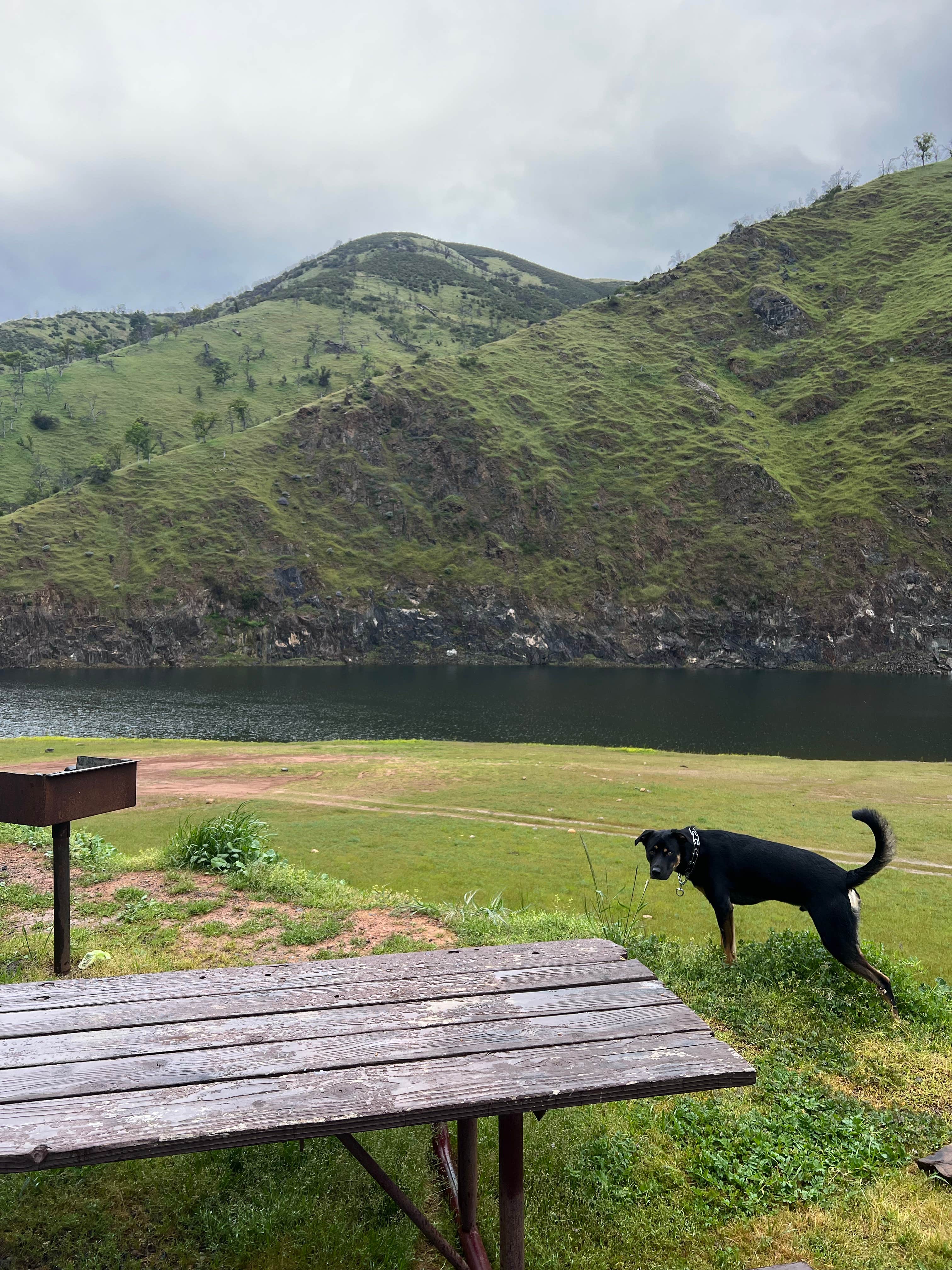 Trevor M.'s photo of camping with pets at Bagby Camping and Recreation near Waterford, CA