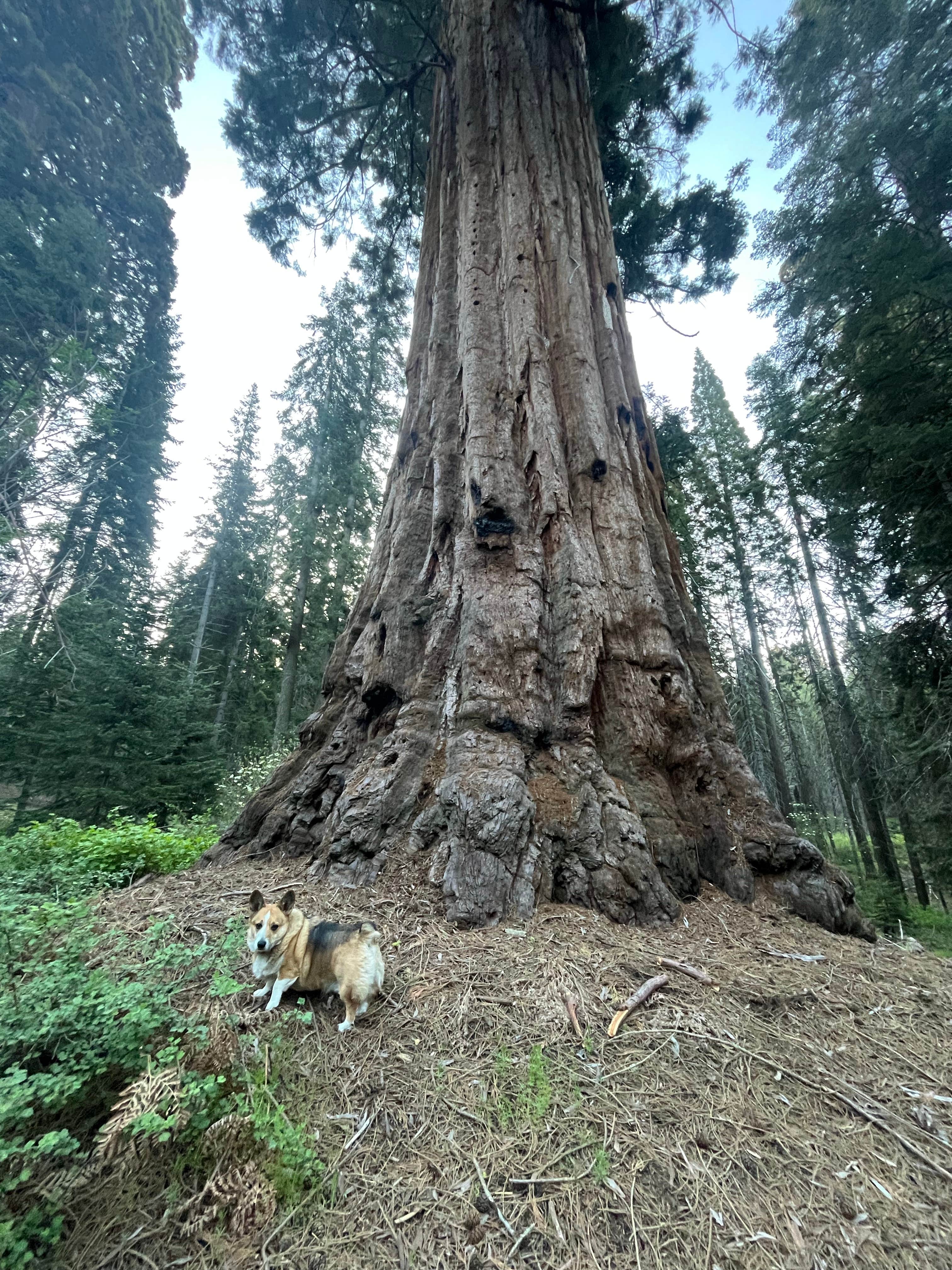 Stephanie F.'s photo of camping with pets at Balch Park Campground near Sequoia National Forest