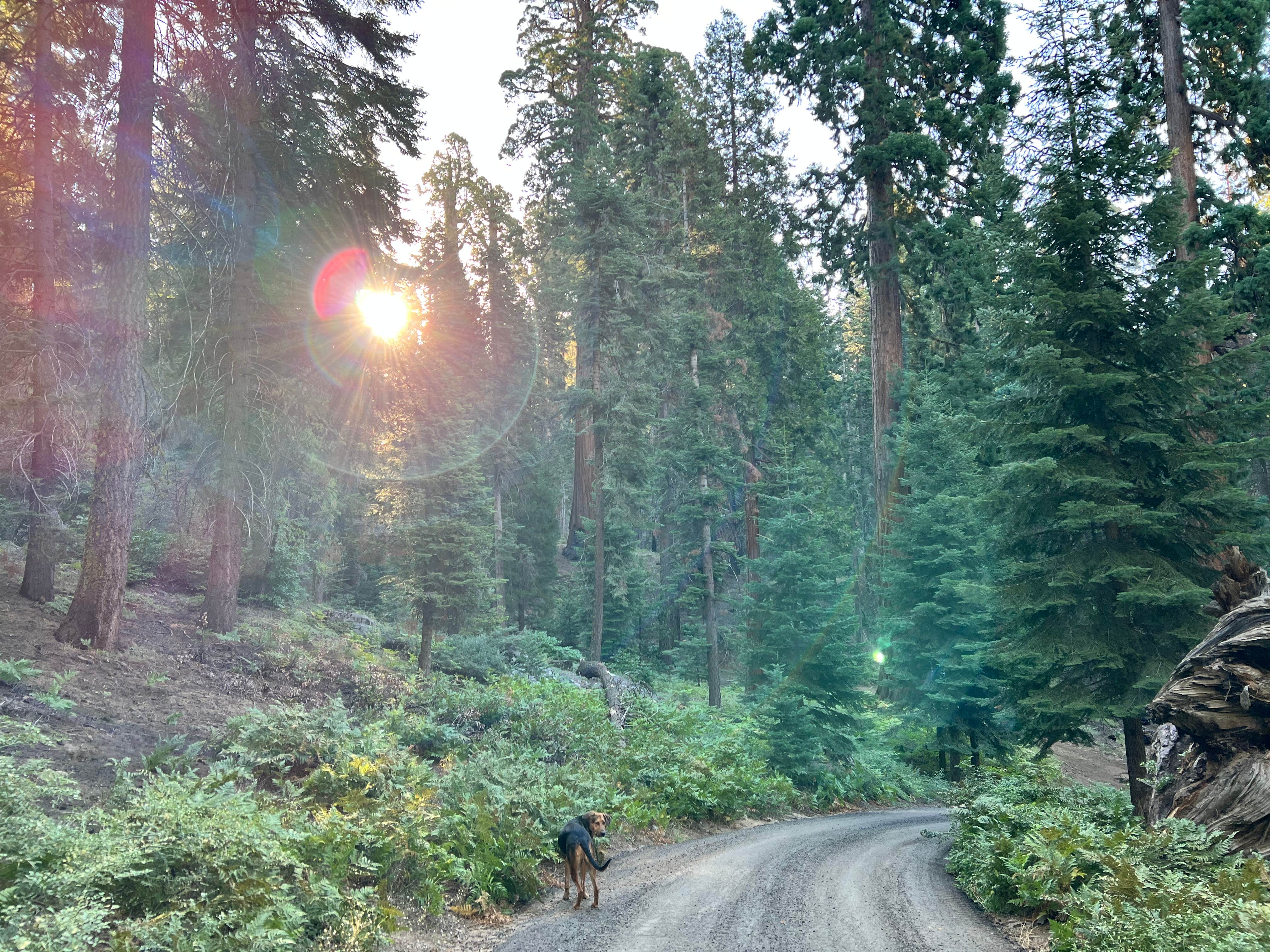 Alex's photo of camping with pets at Balch Park Campground near Kaweah Lake