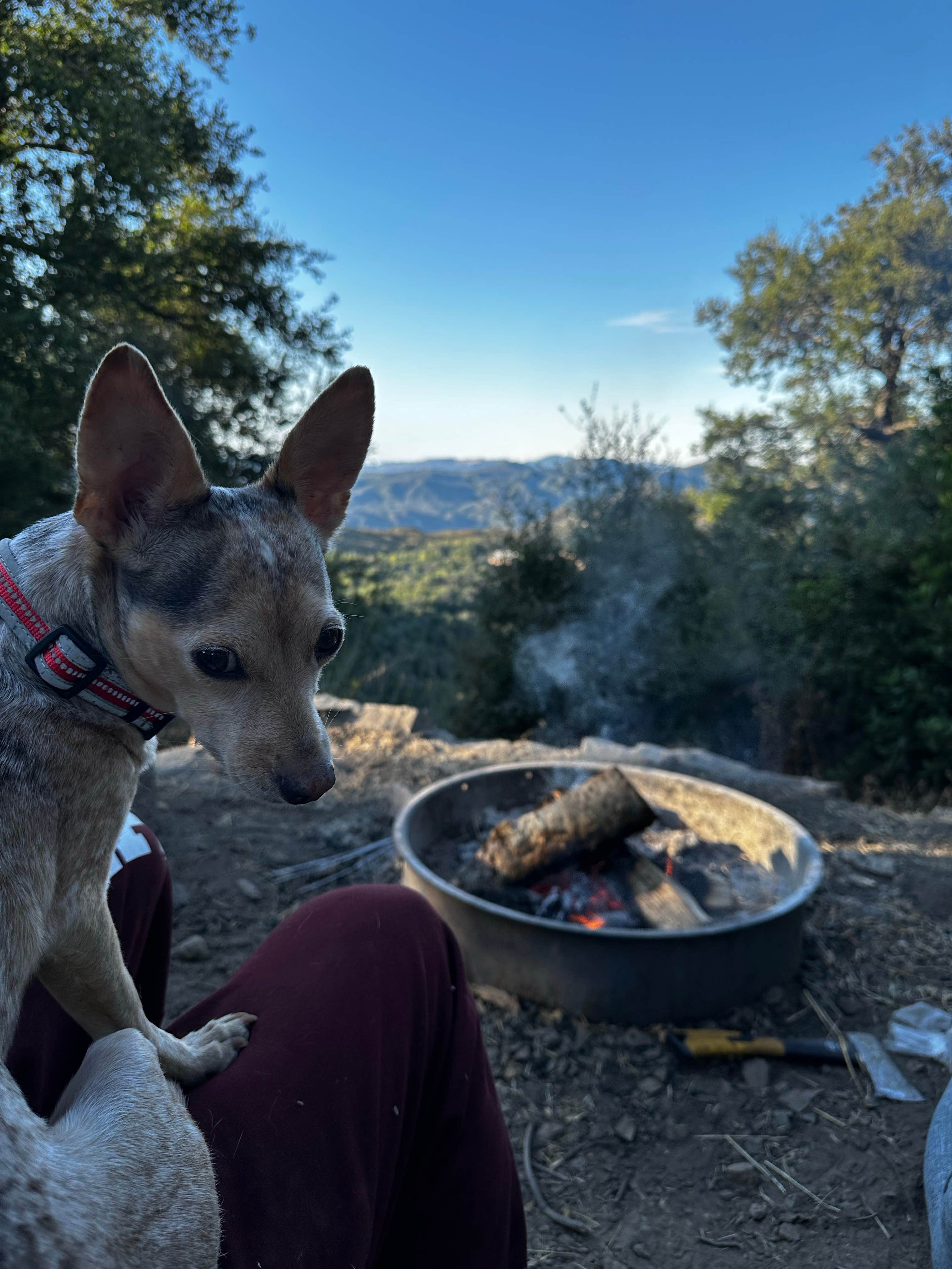 Grant M.'s photo of camping with pets at Blue Jay Campground - TEMPORARILY CLOSED near Menifee, CA