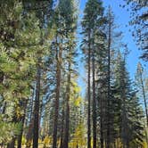 Review photo of Bogard Campground by Patricia Y., October 8, 2023