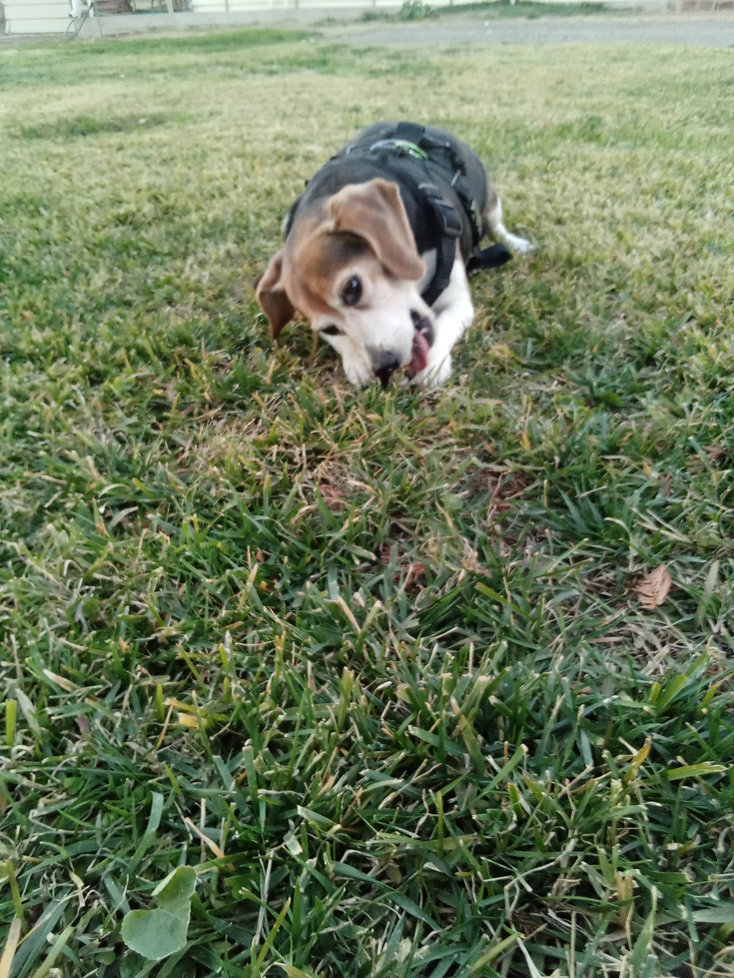 Camper-submitted photo at Bogart County Park near Forest Falls, CA