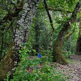 Review photo of Ritchey Creek Campground — Bothe-Napa Valley State Park by Gina D., August 26, 2024