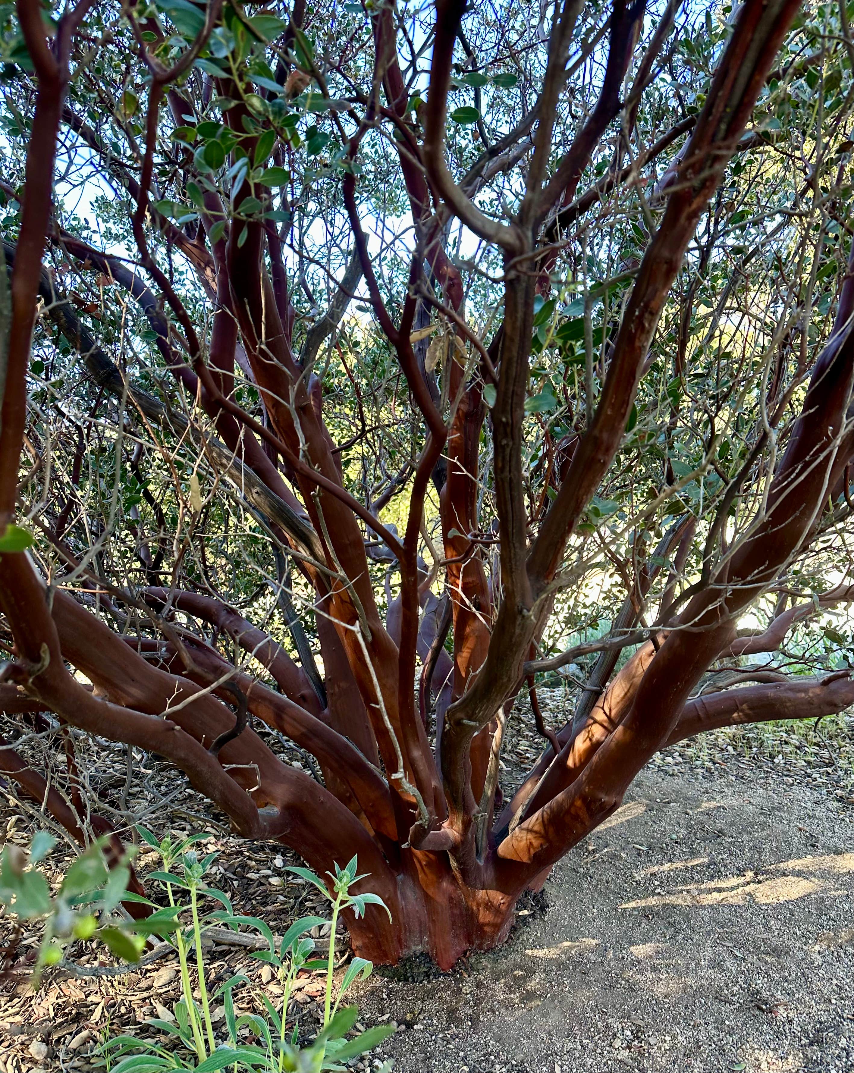 Camper-submitted photo at Boulder Oaks Eqst near Boulevard, CA