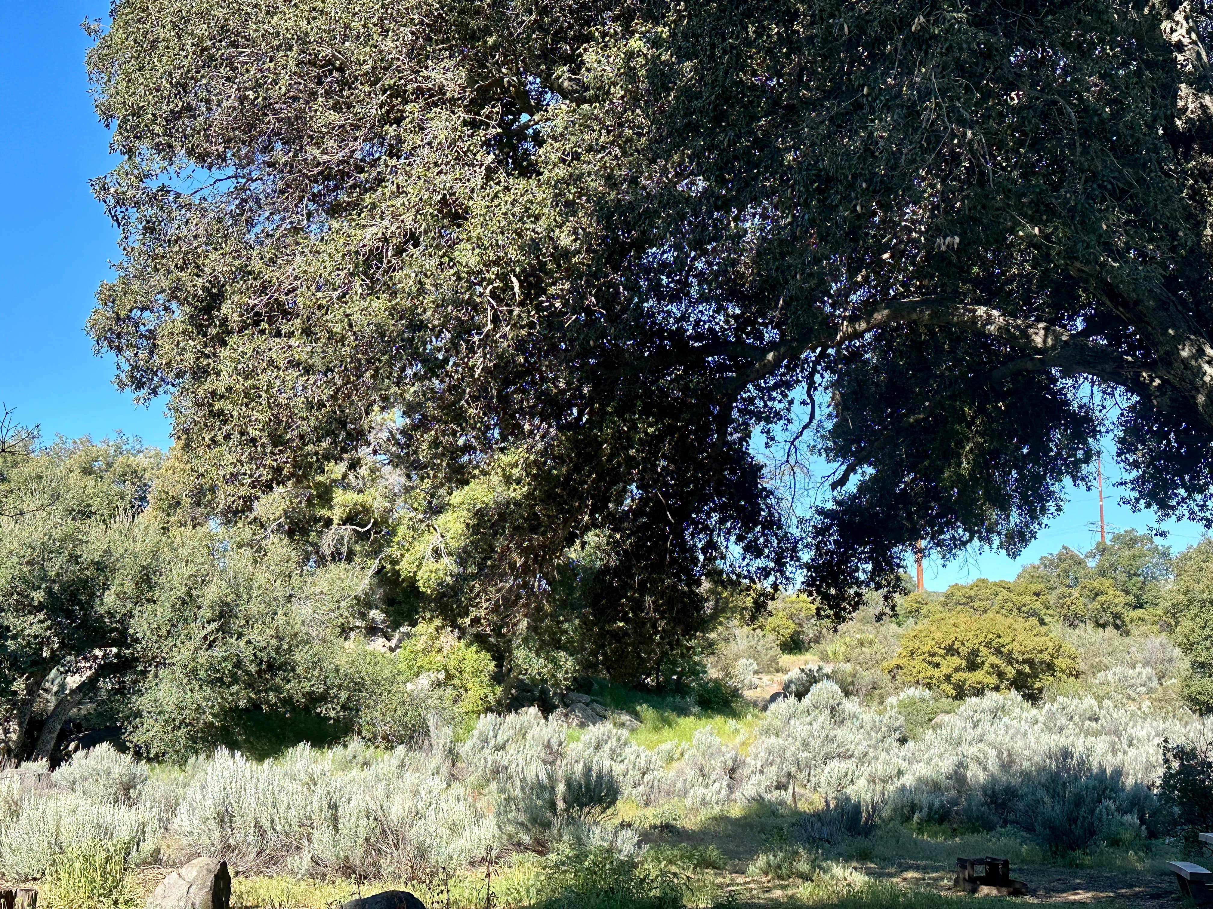 Camper-submitted photo at Boulder Oaks Eqst near Boulevard, CA