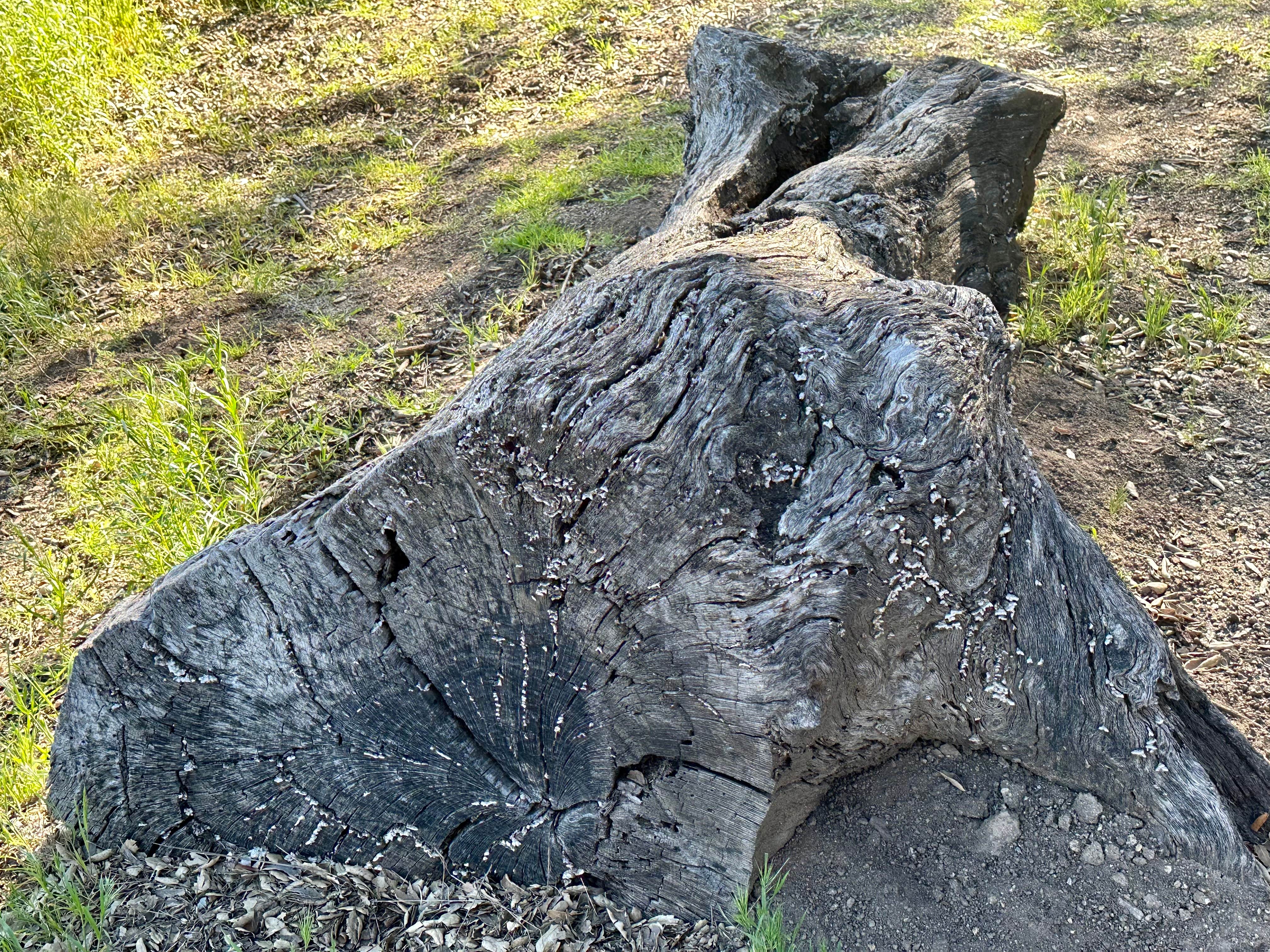 Camper-submitted photo at Boulder Oaks Eqst near Boulevard, CA
