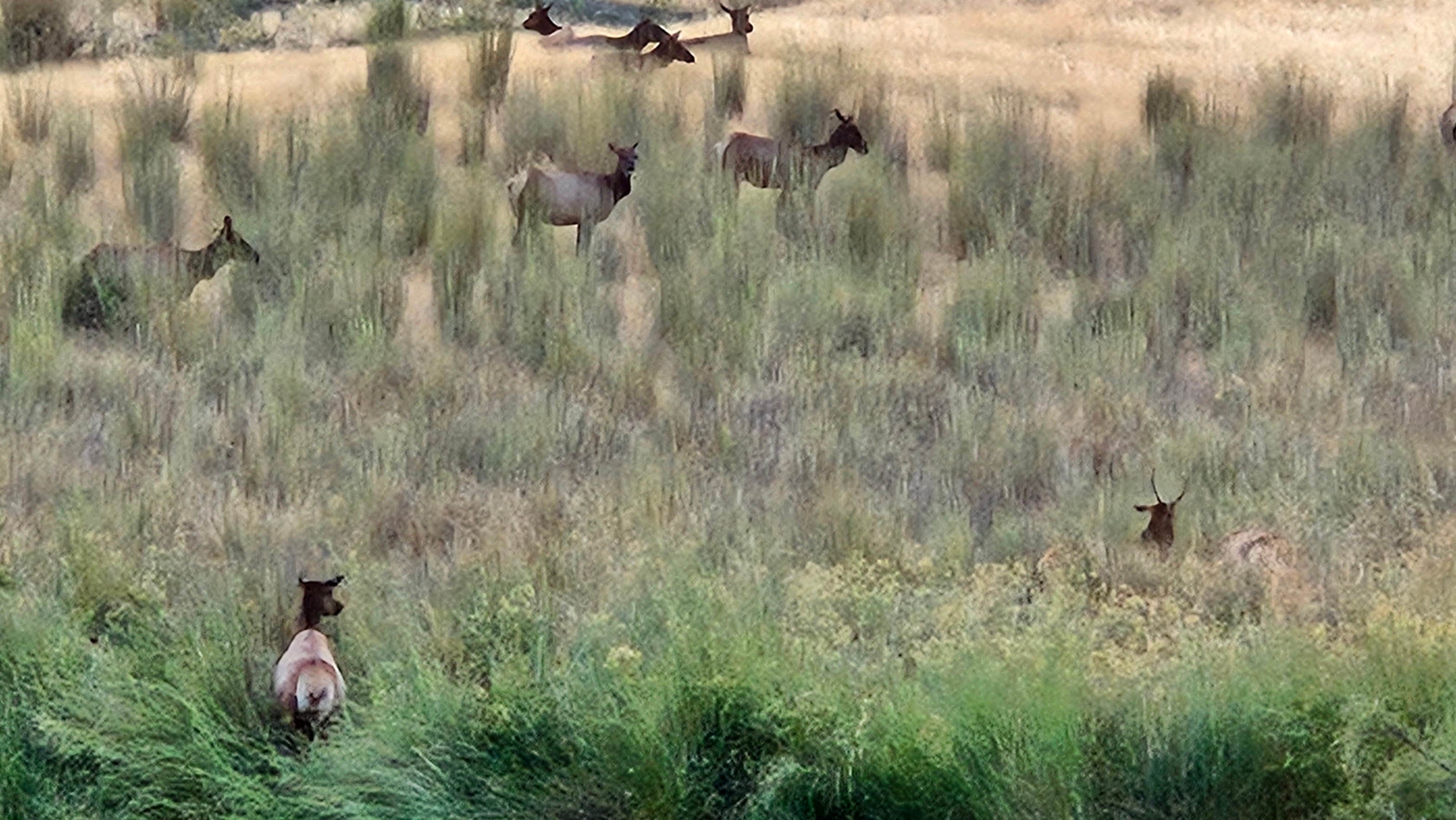 Kevin C.'s photo of camping with pets at Cache Creek Regional Park Campground near Angwin, CA