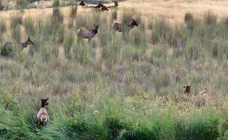 Kevin C.'s photo of camping with pets at Cache Creek Regional Park Campground near Angwin, CA