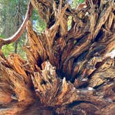Review photo of North Grove Campground — Calaveras Big Trees State Park by L , August 18, 2025