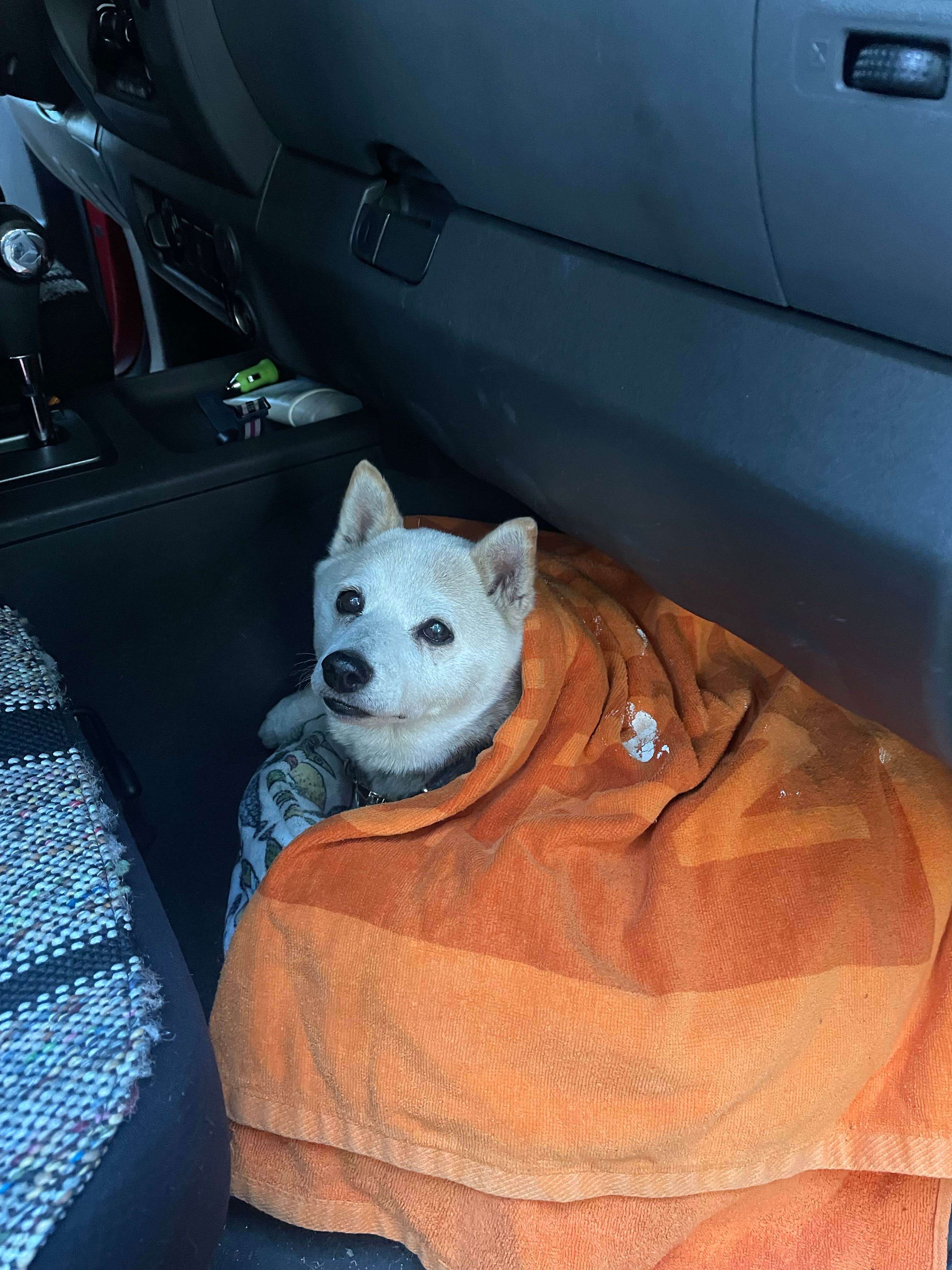 alex L.'s photo of camping with pets at Camp Edison near Fresno, CA