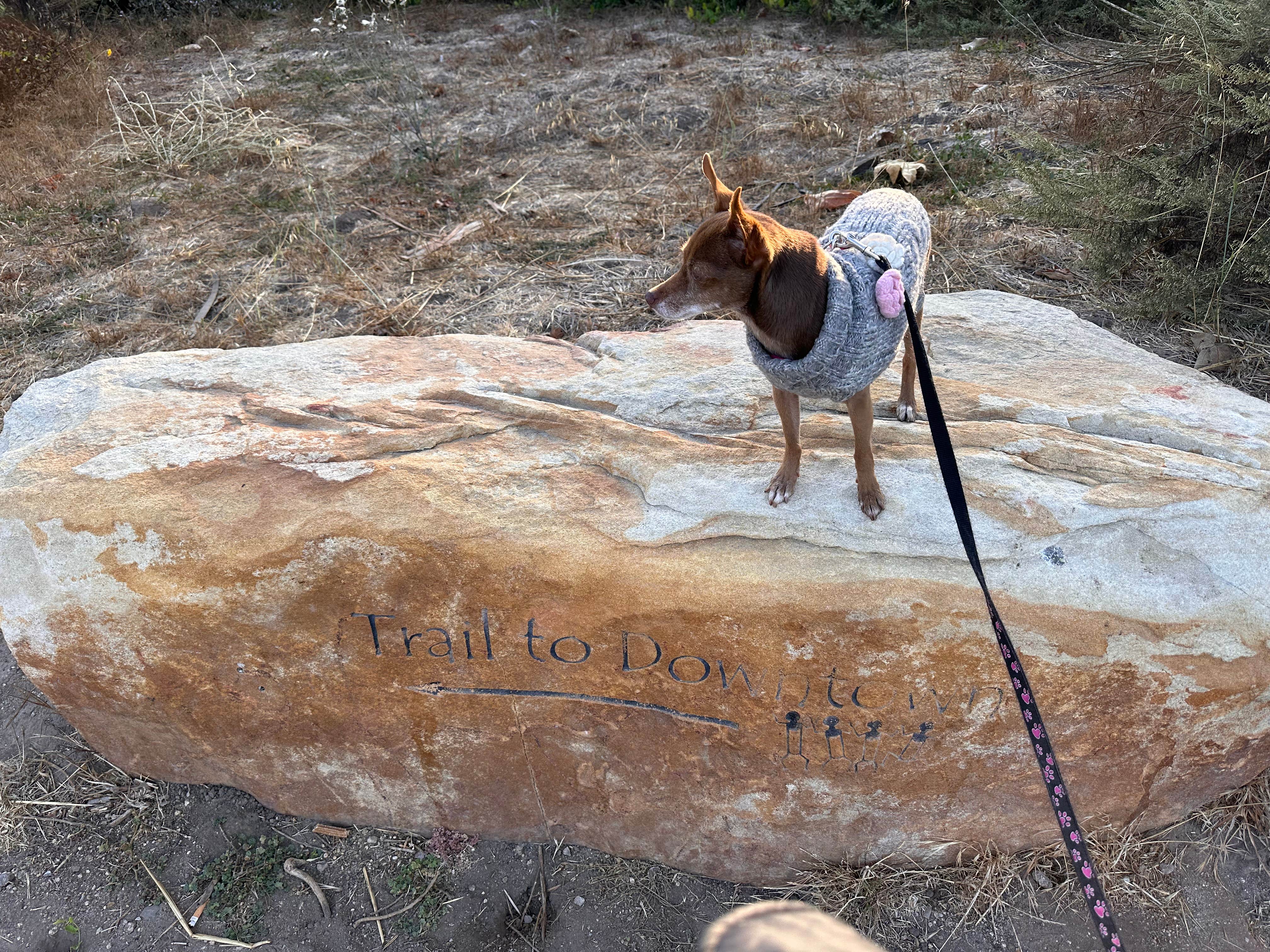 Sandi M.'s photo of camping with pets at Santa Cruz Campground — Carpinteria State Beach near Santa Barbara, CA