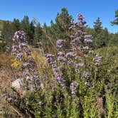 Review photo of Chilao Campground by Katy K., June 29, 2026
