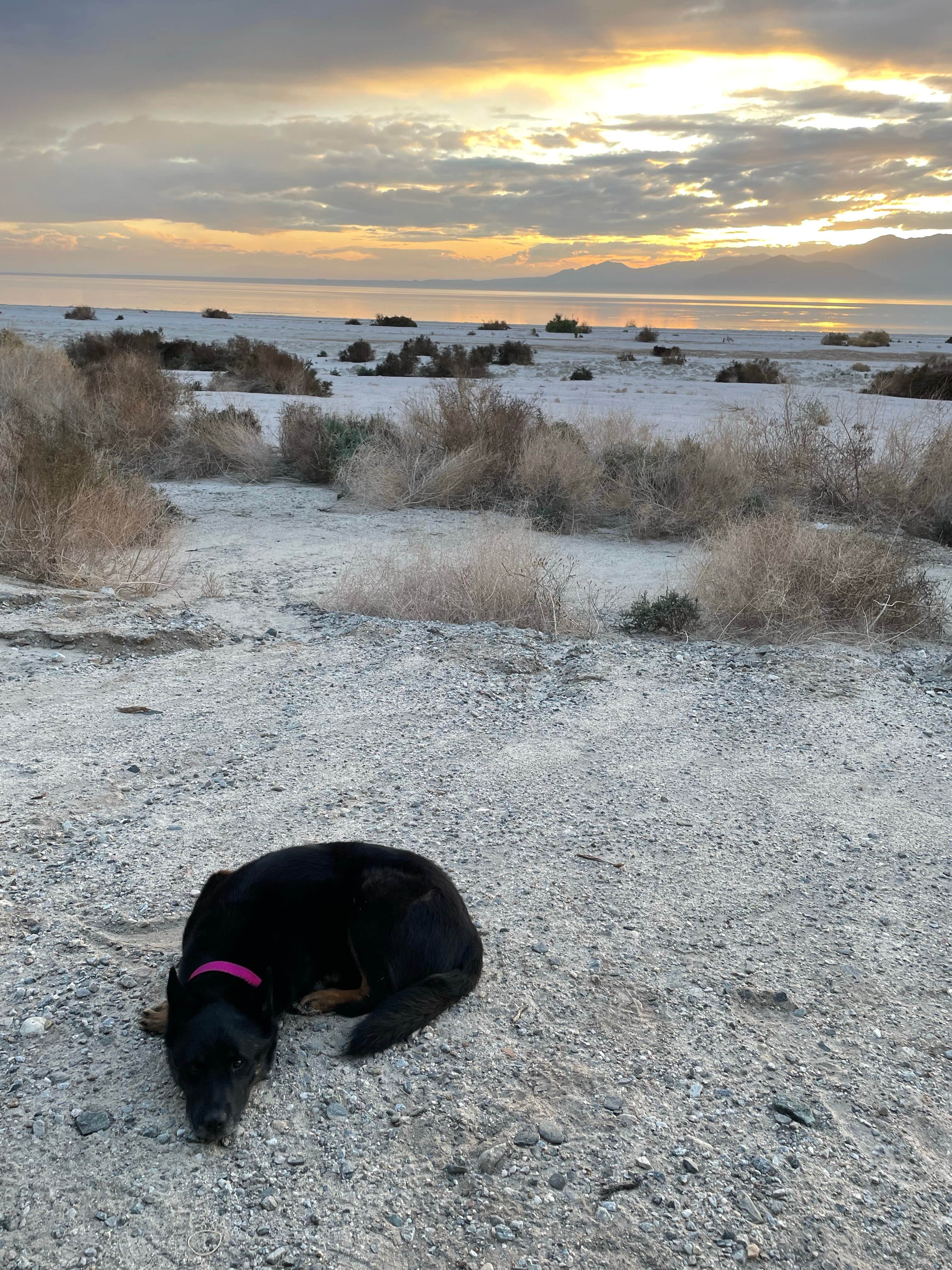 Tammy Rae S.'s photo of camping with pets at Corvina Beach Campground — Salton Sea State Recreation Area near Imperial, CA