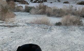 Tammy Rae S.'s photo of camping with pets at Corvina Beach Campground — Salton Sea State Recreation Area near Niland, CA