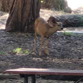 Review photo of Crystal Springs Campground by Steve M., July 24, 2024