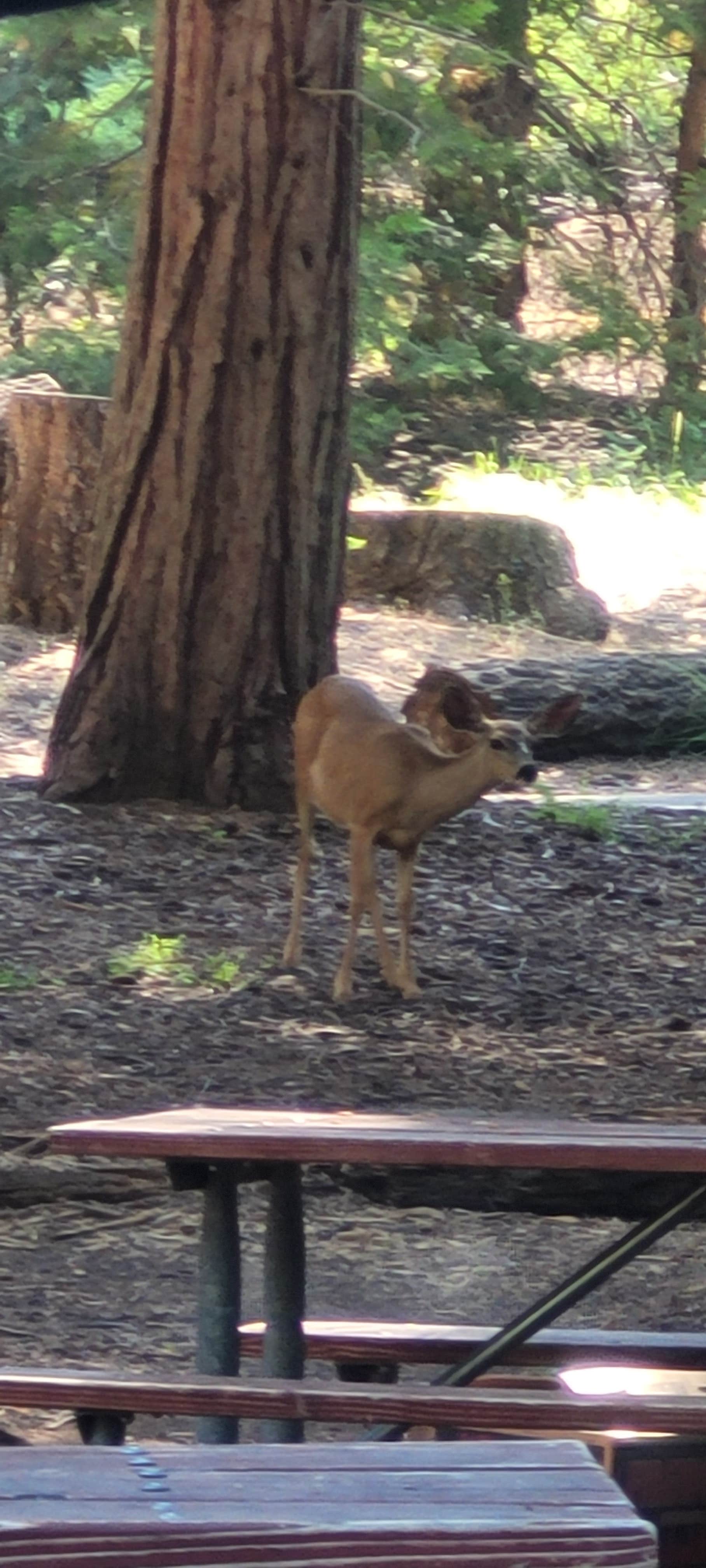 Camper submitted image from Crystal Springs Campground - 4