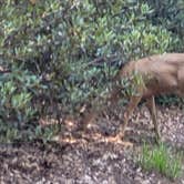 Review photo of Crystal Springs Campground by Steve M., July 24, 2024