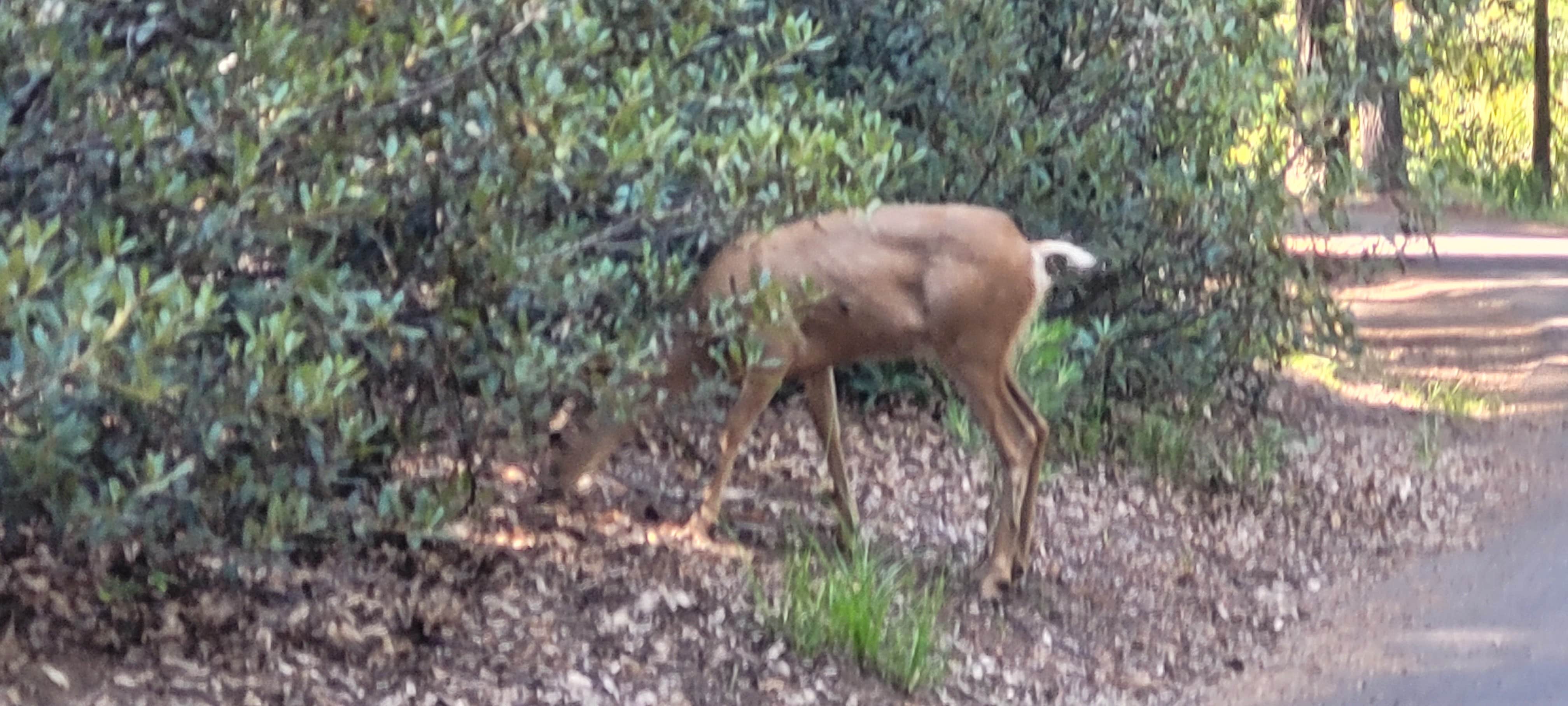 Camper submitted image from Crystal Springs Campground - 3