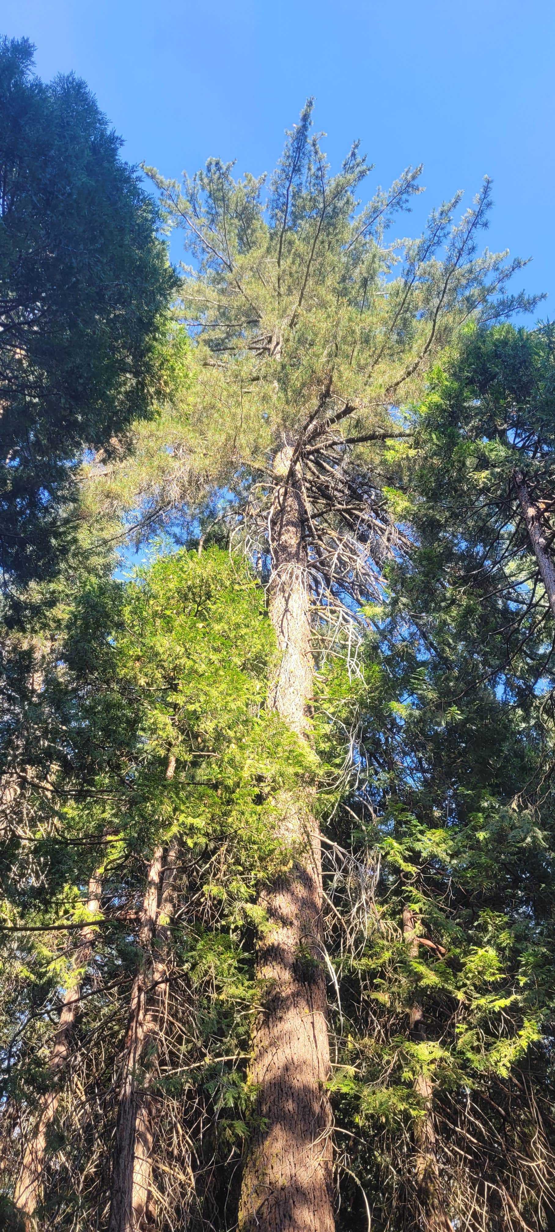 Camper-submitted photo at Crystal Springs Campground near Markleeville, CA