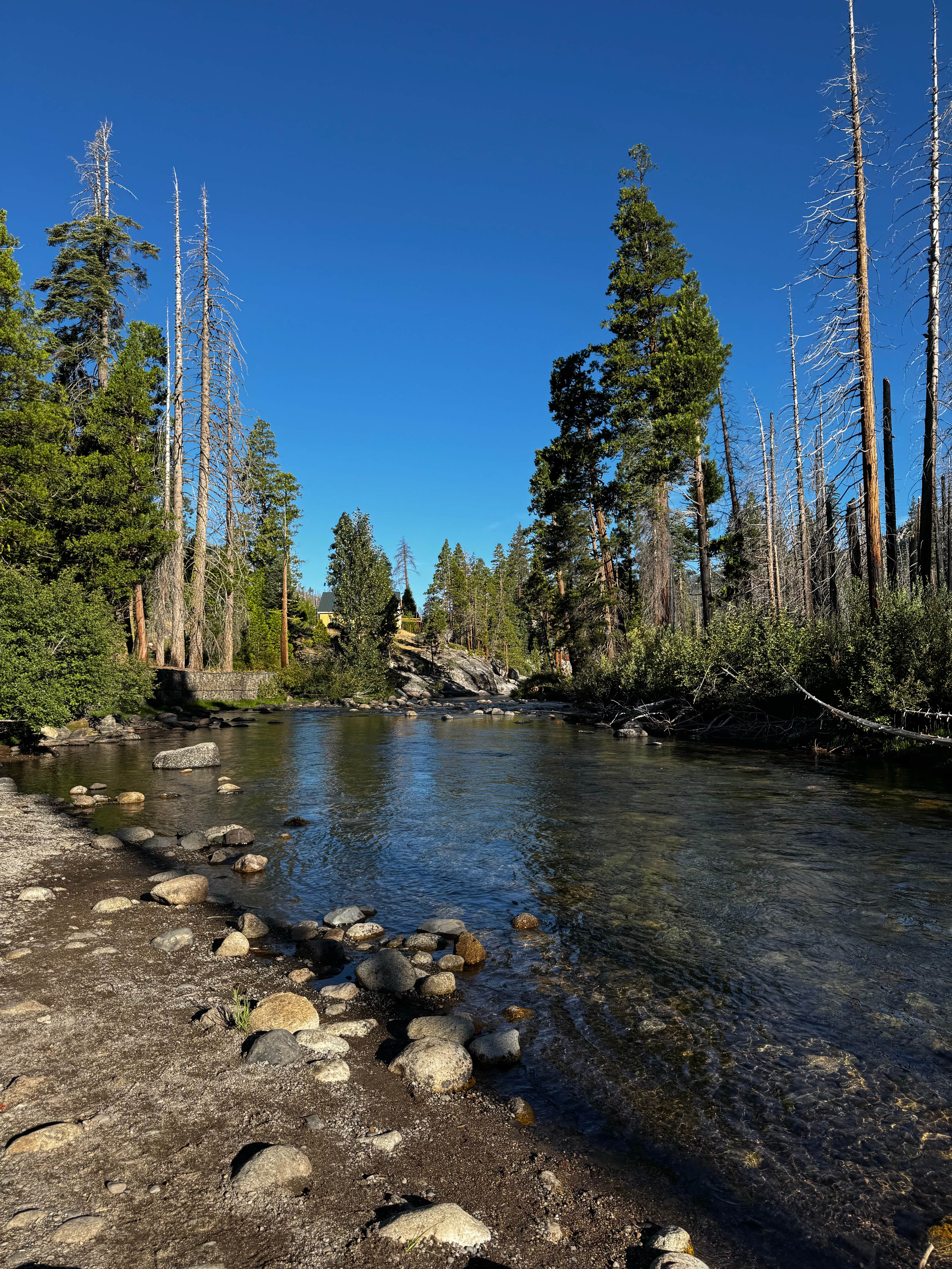 Camper-submitted photo at Dardanelle Campground near Stanislaus National Forest