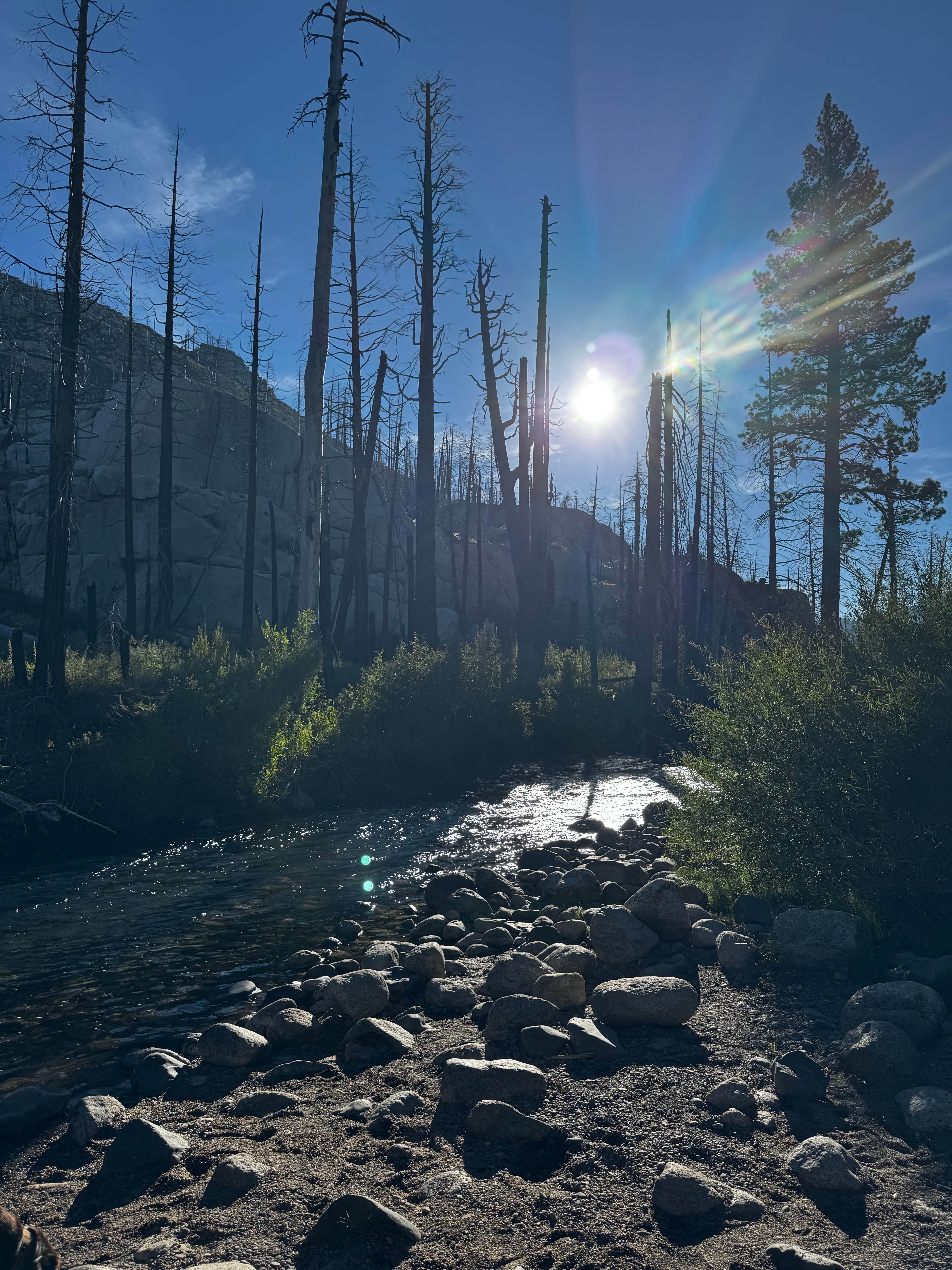 Camper-submitted photo at Dardanelle Campground near Stanislaus National Forest