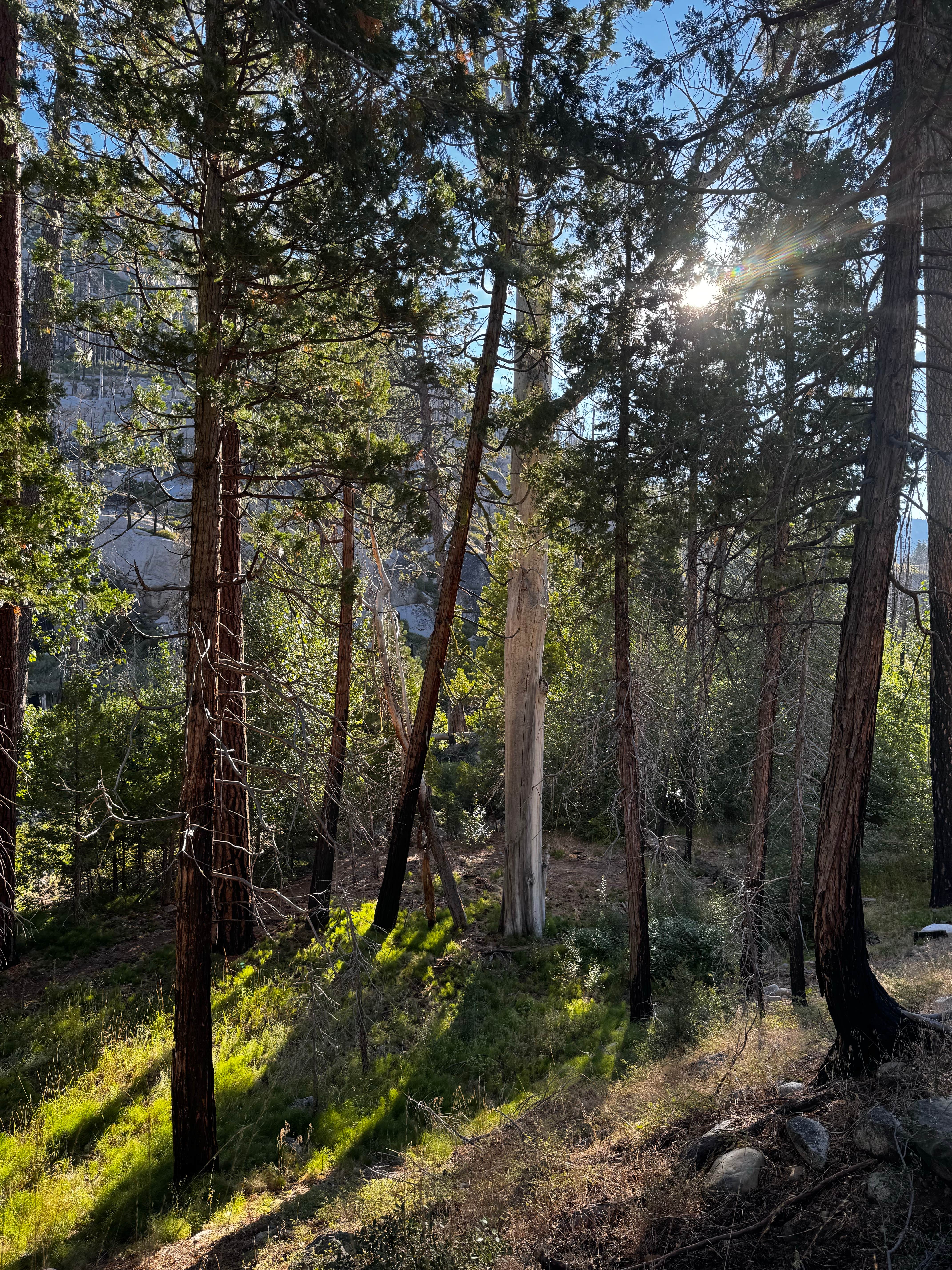 Camper-submitted photo at Dardanelle Campground near Stanislaus National Forest