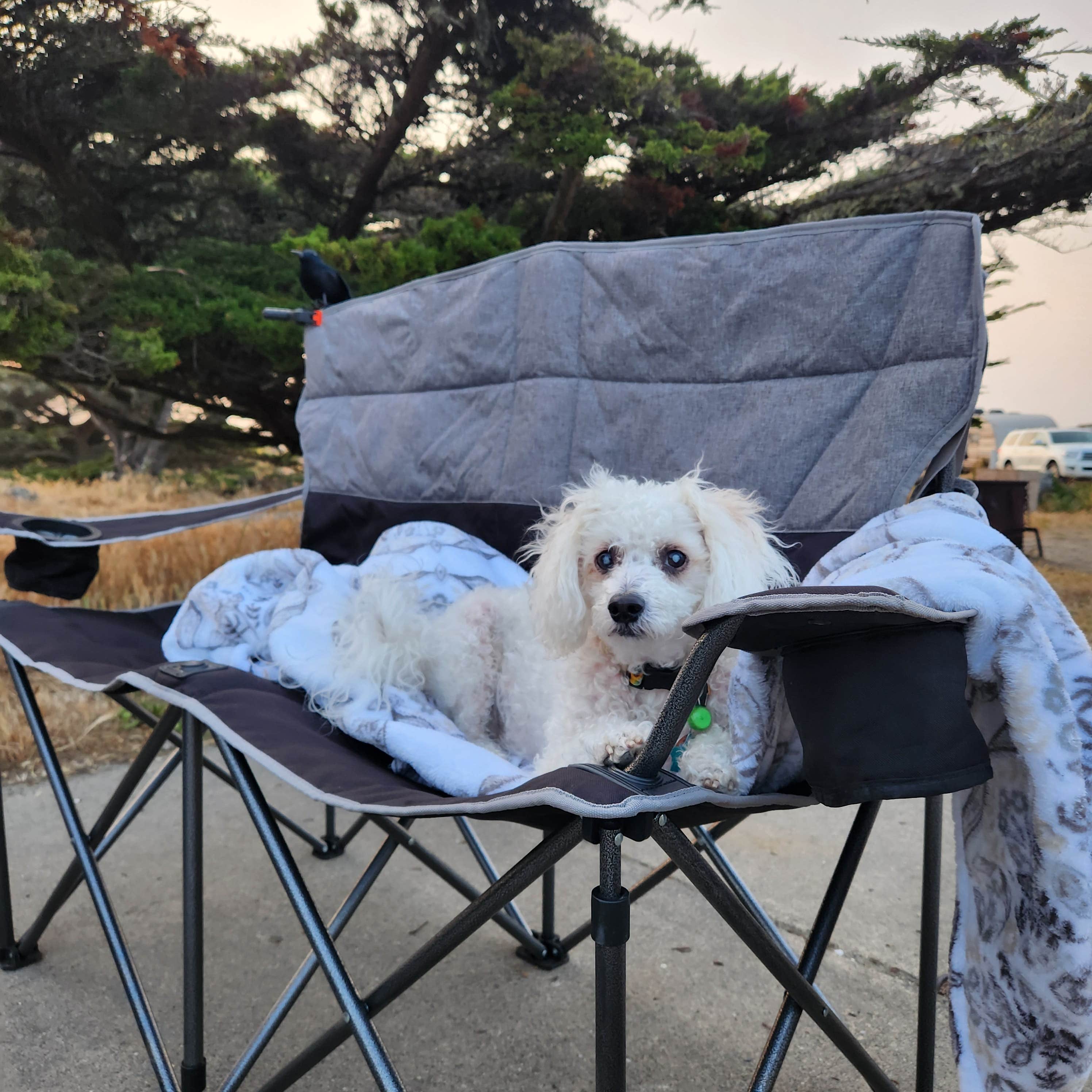 GoldDust D.'s photo of camping with pets at Doran Regional Park near Bodega Bay, CA
