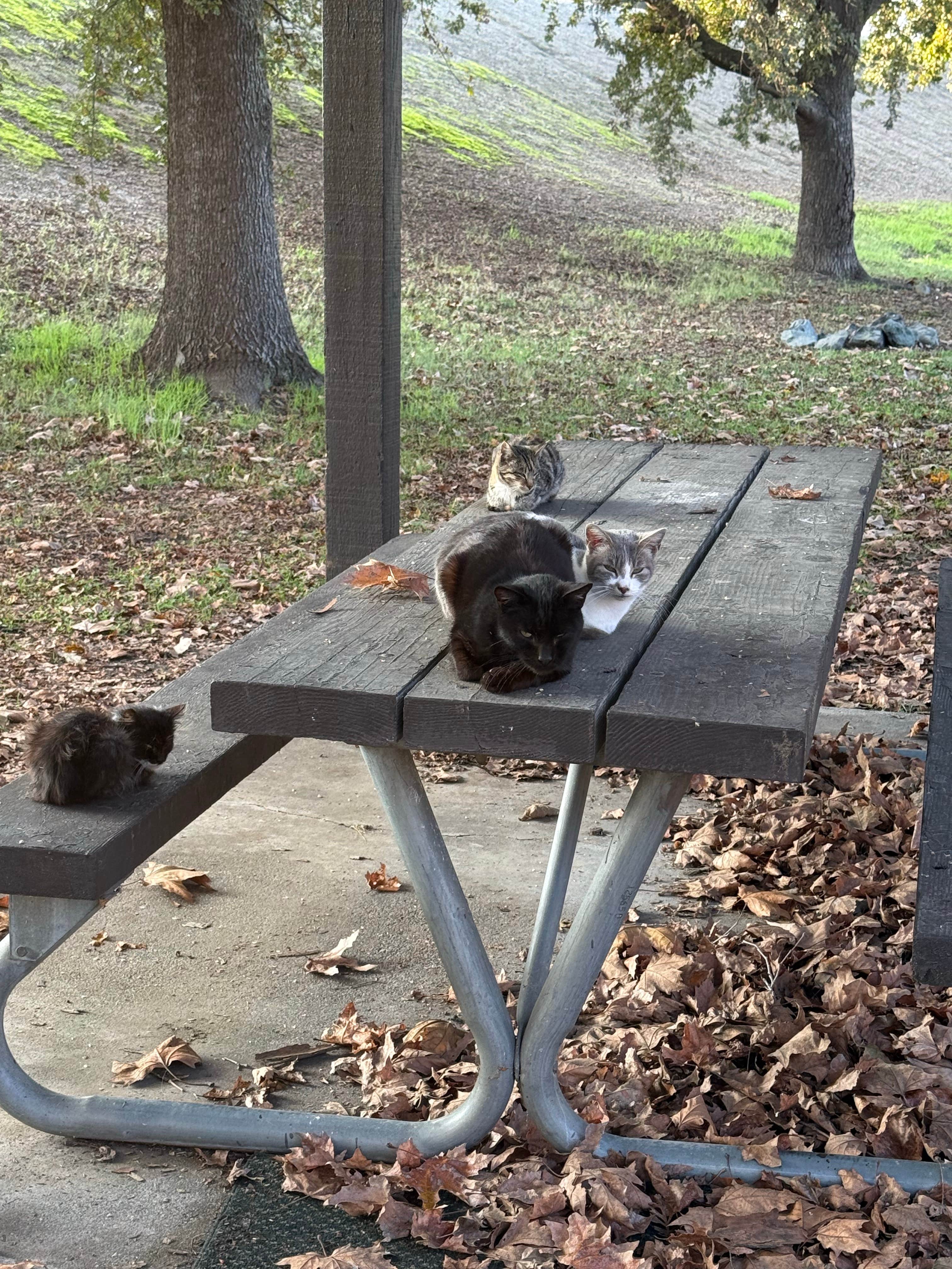 Camper-submitted photo at Dos Reis County Park near Stockton, CA