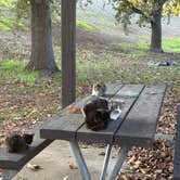 Review photo of Dos Reis County Park by Donald T., November 26, 2025