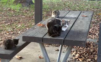 Donald T.'s photo of camping with pets at Dos Reis County Park near Byron, CA