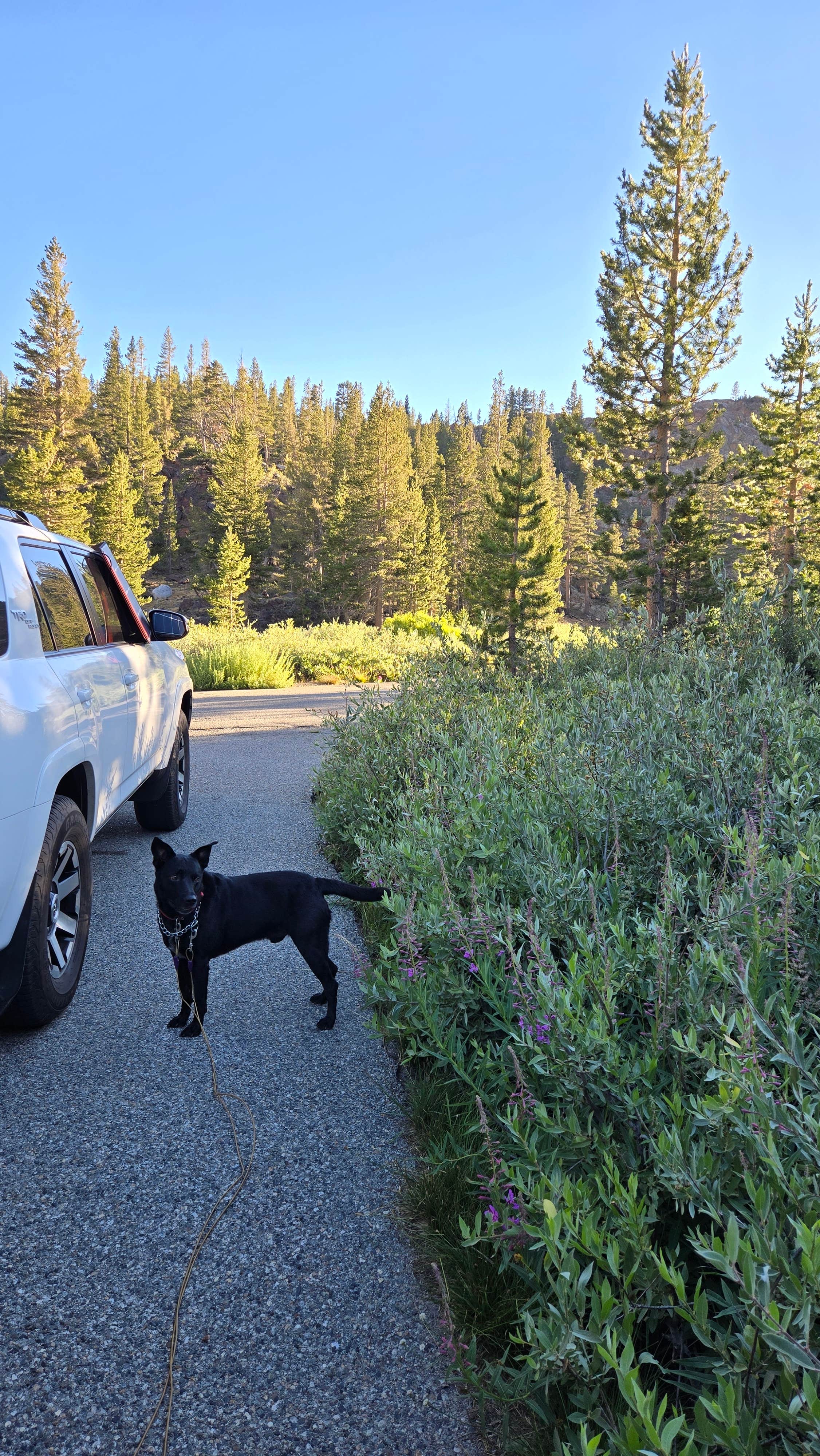 Janalee's photo of camping with pets at Ellery Campground near Yosemite Valley, CA