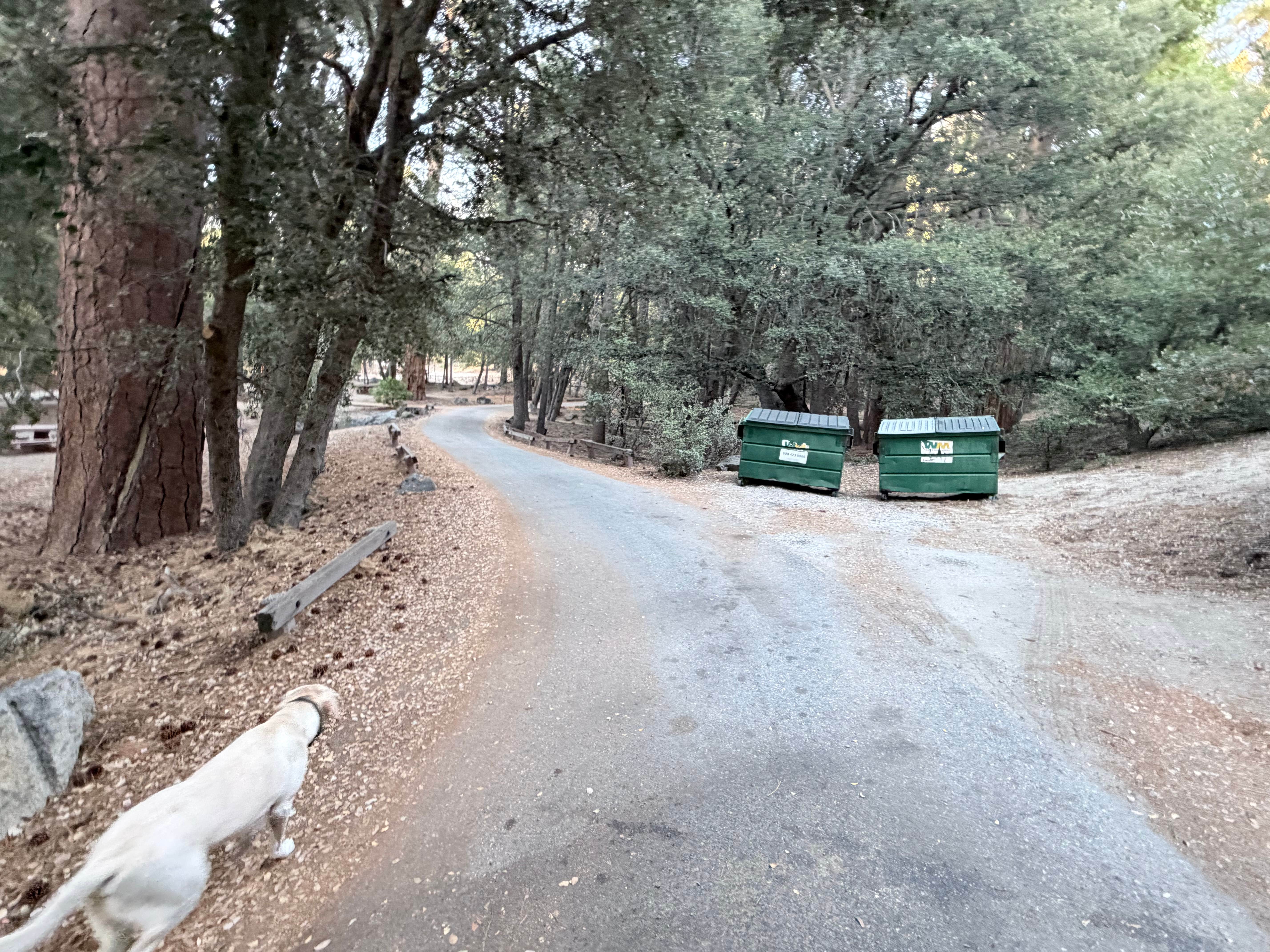 Brittany N.'s photo of camping with pets at Fern Basin Campground near Anza, CA