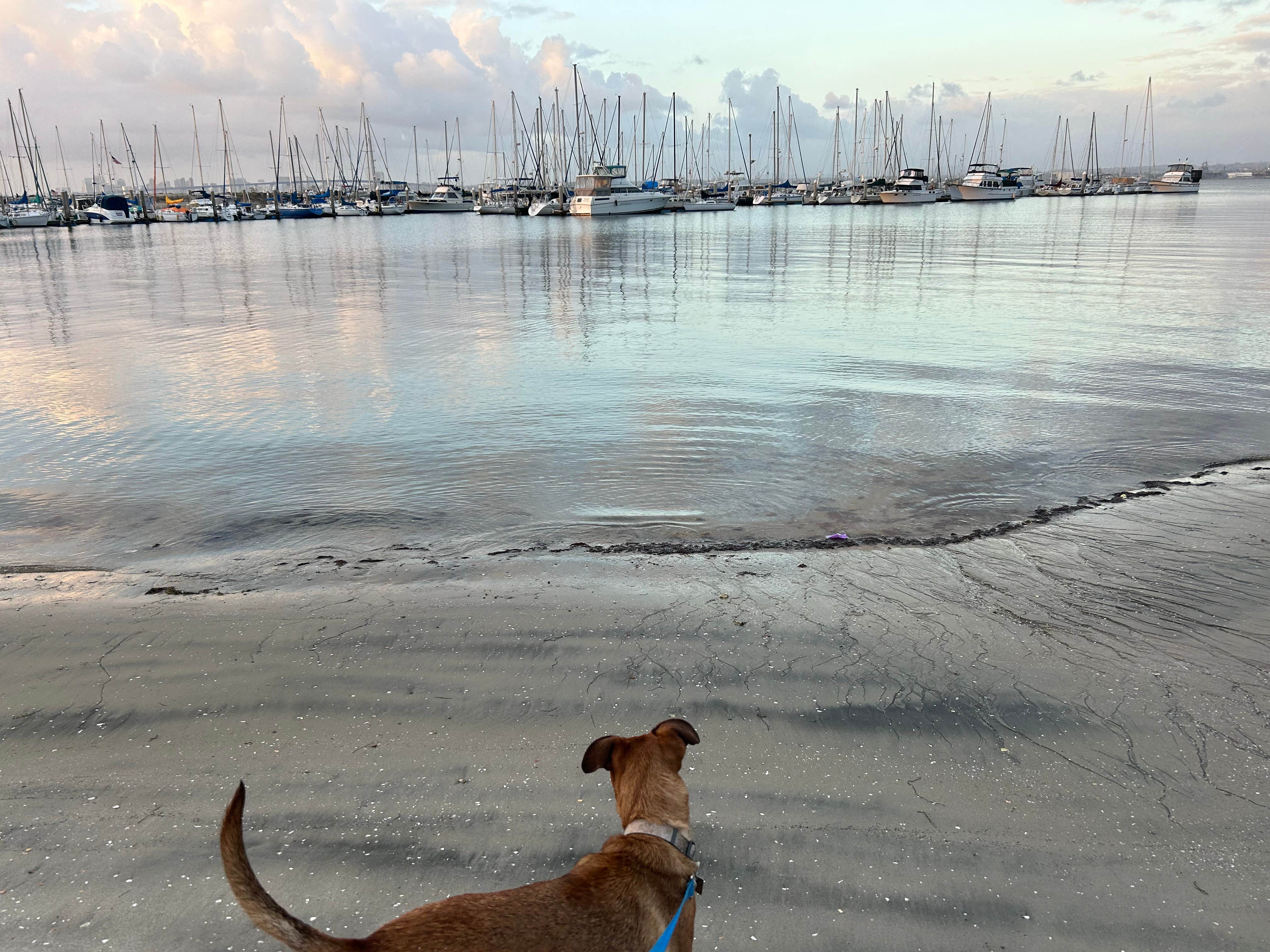 Jose J.'s photo of camping with pets at Fiddlers Cove RV Park near Spring Valley, CA