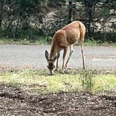 Review photo of Fowlers Campground by alex A., November 22, 2025