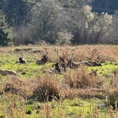 Review photo of Gold Bluffs Beach Campground — Prairie Creek Redwoods State Park by Teresa A., January 20, 2026