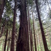 Review photo of Gold Bluffs Beach Campground — Prairie Creek Redwoods State Park by Andrew P., June 25, 2026