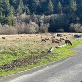 Review photo of Gold Bluffs Beach Campground — Prairie Creek Redwoods State Park by Teresa A., January 20, 2026