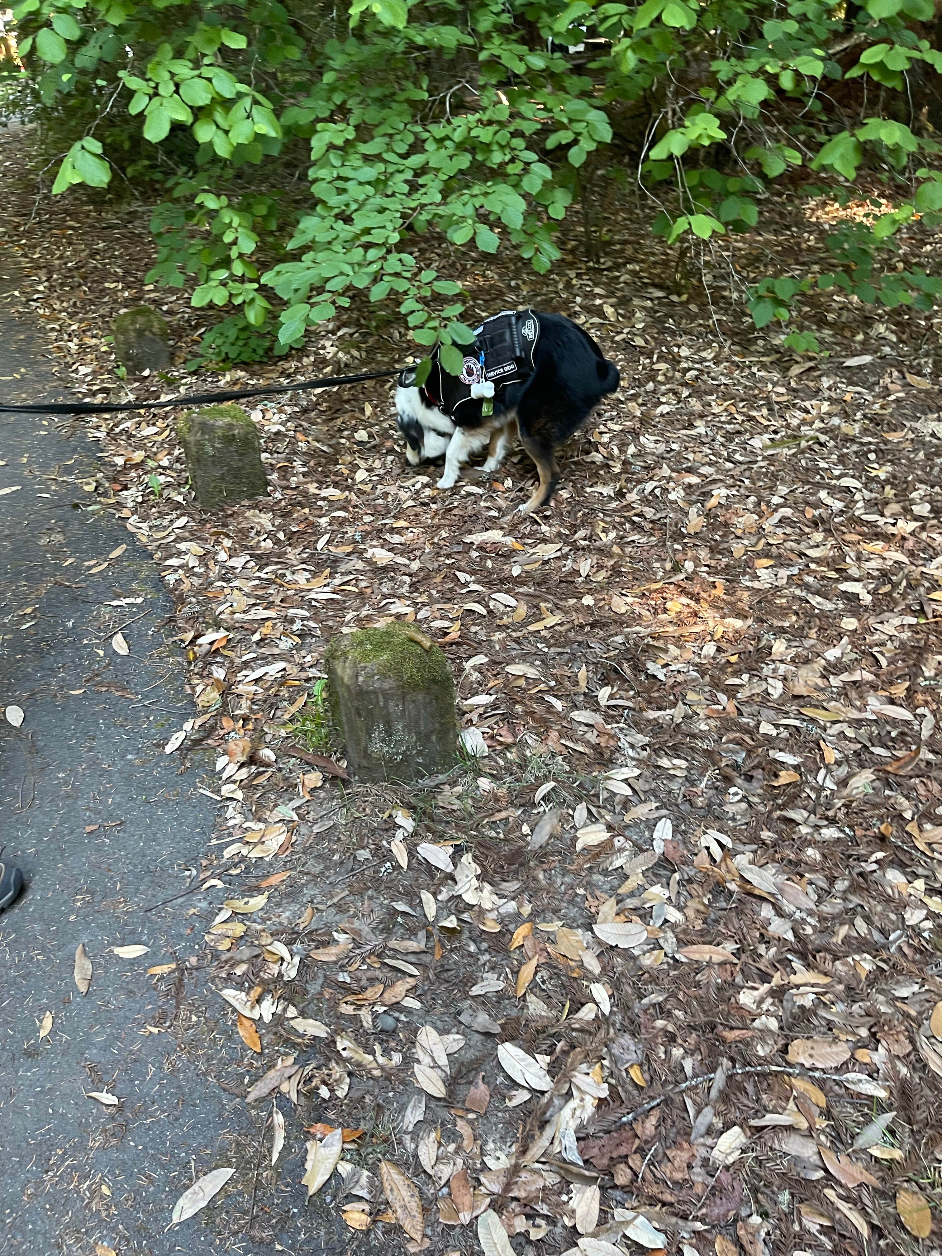 Frances L.'s photo of camping with pets at Grizzly Creek Redwoods State Park Campground near Ferndale, CA