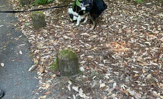 Frances L.'s photo of camping with pets at Grizzly Creek Redwoods State Park Campground near Carlotta, CA
