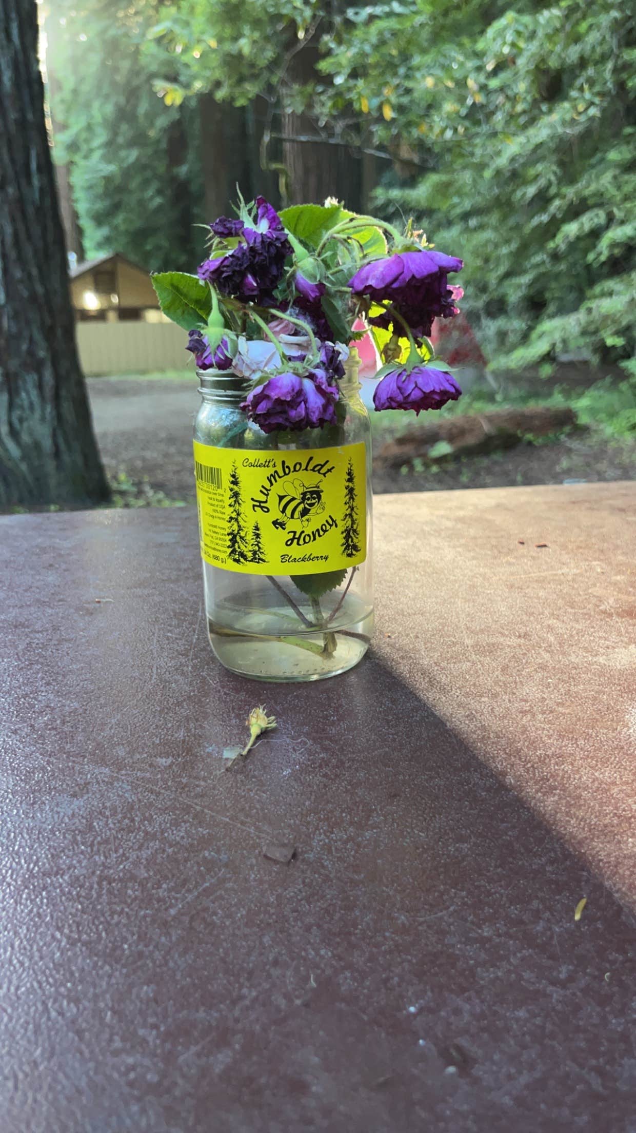 Camper-submitted photo at Grizzly Creek Redwoods State Park Campground near Weott, CA