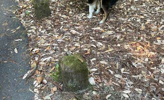 Frances L.'s photo of camping with pets at Grizzly Creek Redwoods State Park Campground near King Range National Conservation Area