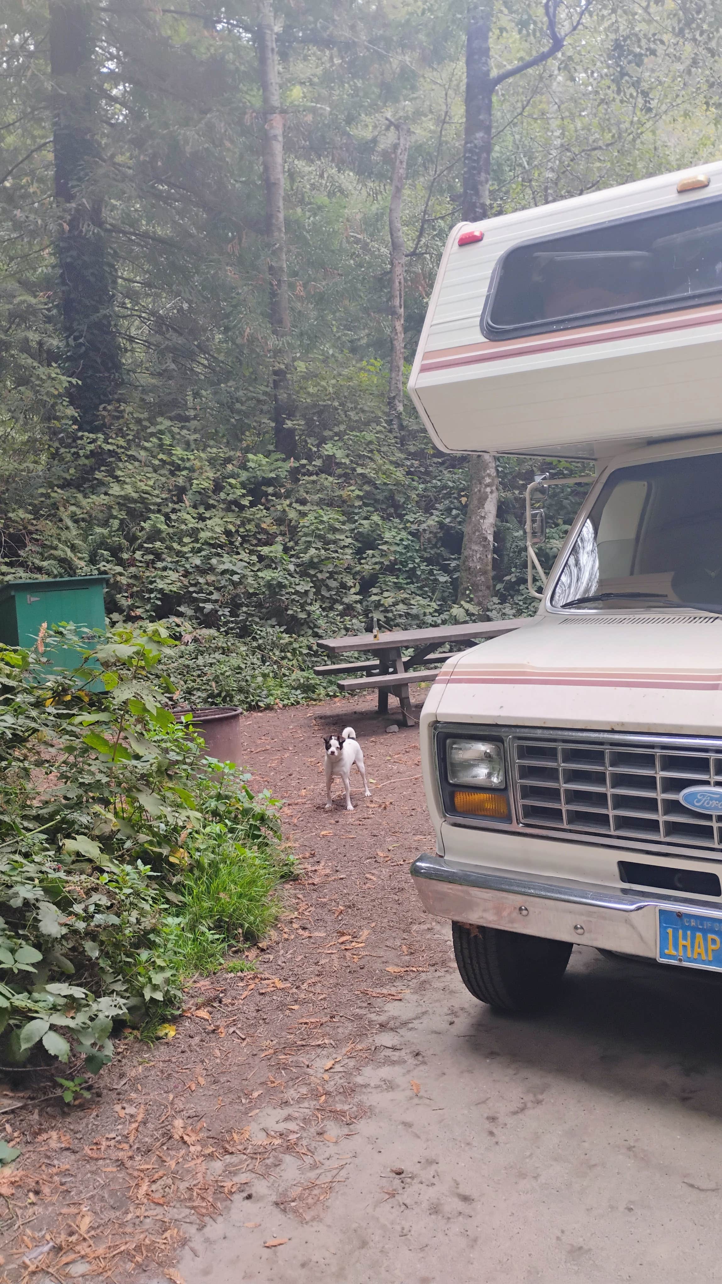 Craig B.'s photo of camping with pets at Gualala Point Regional Park near Point Arena, CA