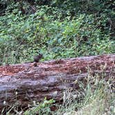 Review photo of Hendy Woods State Park Campground by Michelle W., June 17, 2024