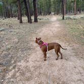 Review photo of Holcomb Valley Campground by Jacob S., September 10, 2023