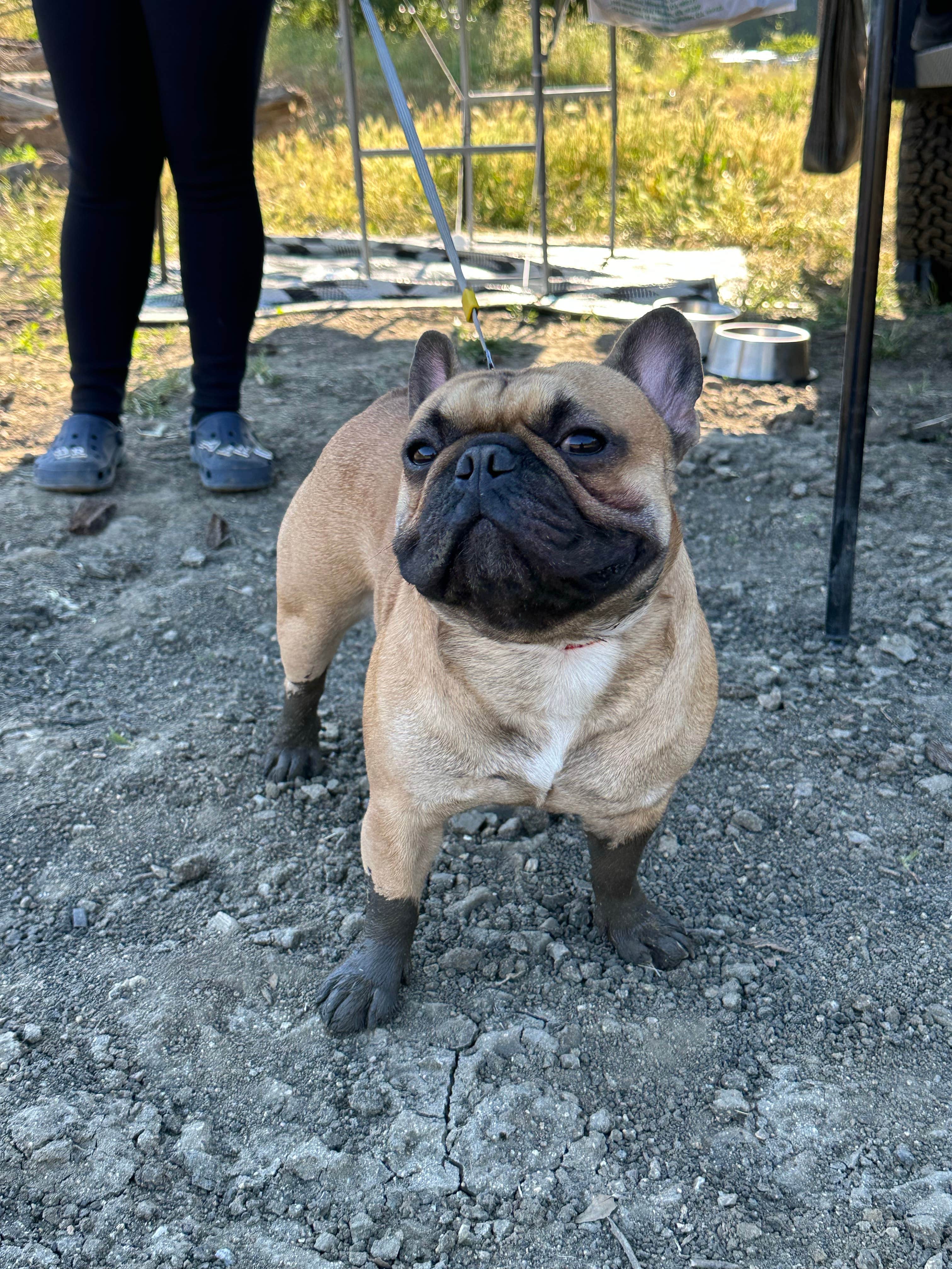 Jaime  G.'s photo of camping with pets at Hollister Hills State Vehicular Recreation Area — Hollister Hills State Vehicular Recreation Area near Los Banos, CA