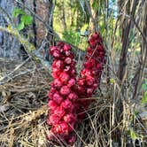 Review photo of Honn Creek Campground by Deb H., June 19, 2024