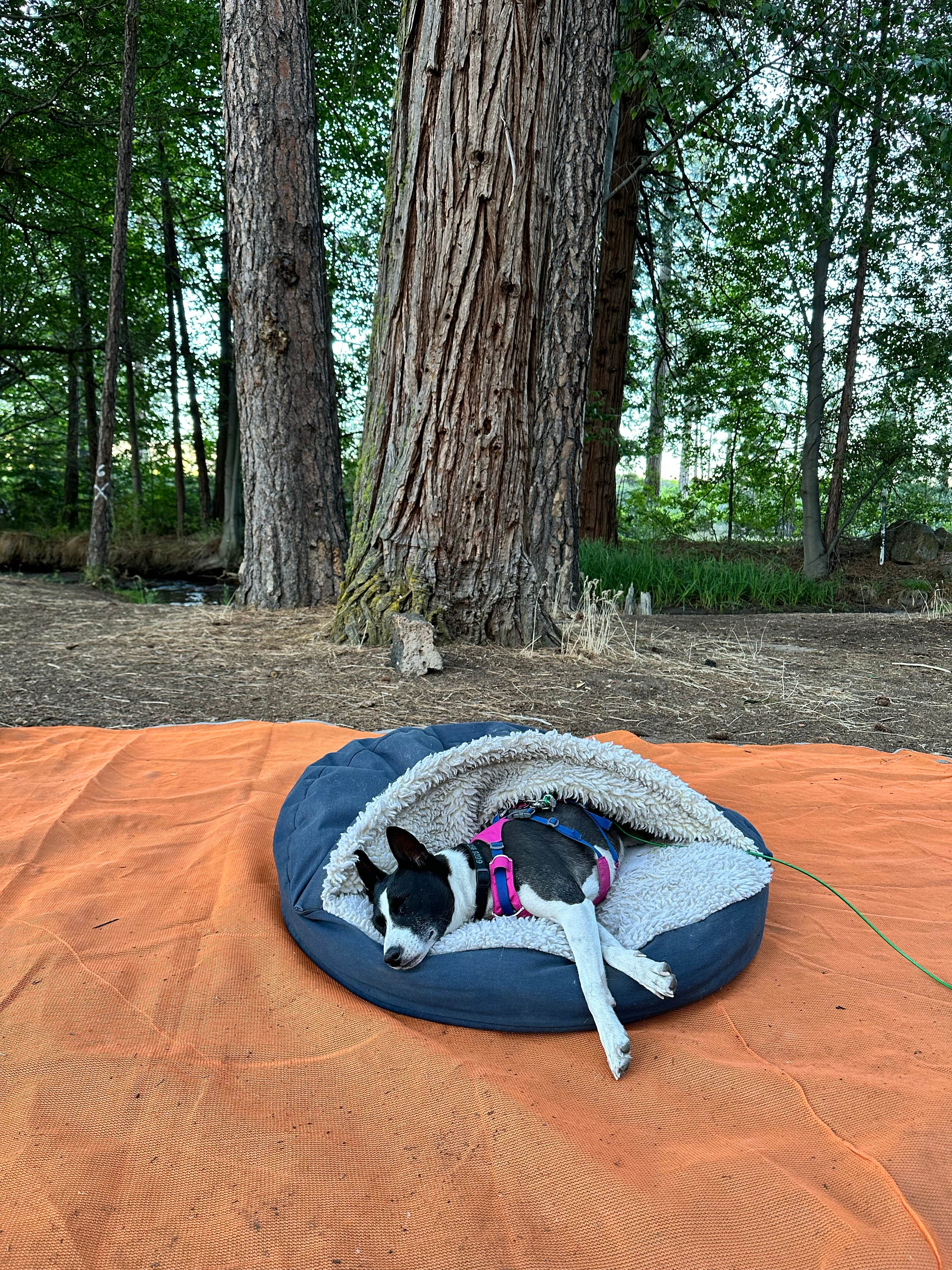 Camping near Cave Campground: Honn Creek Campground, Hat Creek, California