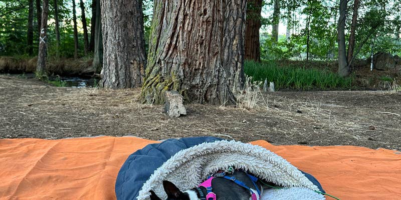 Camper submitted image from Honn Creek Campground